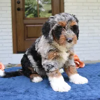 Daisy, a female Bernedoodle for sale in Narvon, PA – 3 of 6