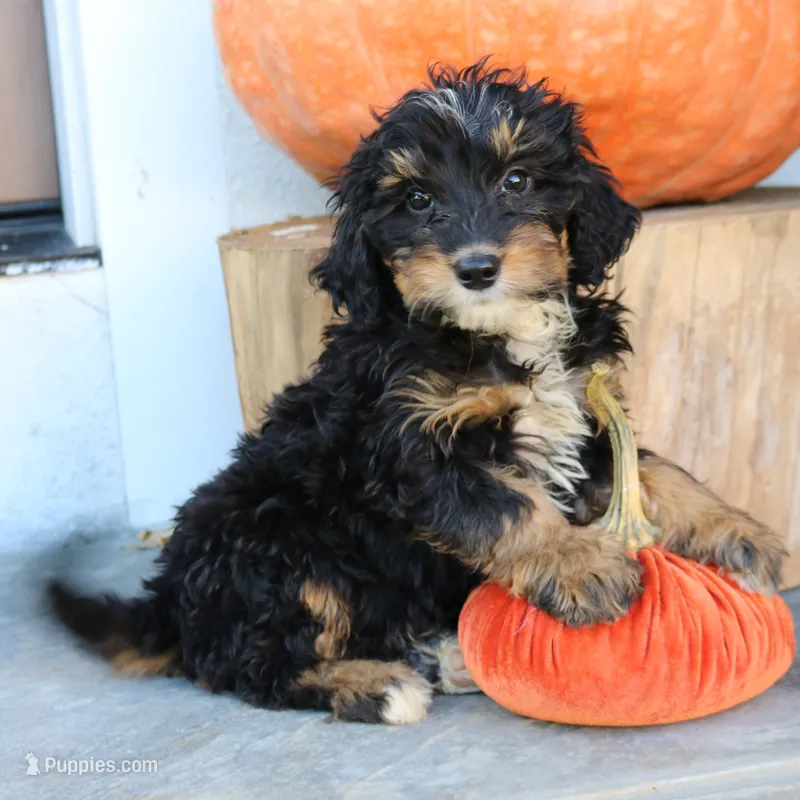 Blair – Miniature Bernedoodle puppy for sale in Narvon, PA