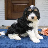 Dallas, a male Bernedoodle for sale in Narvon, PA – 5 of 5