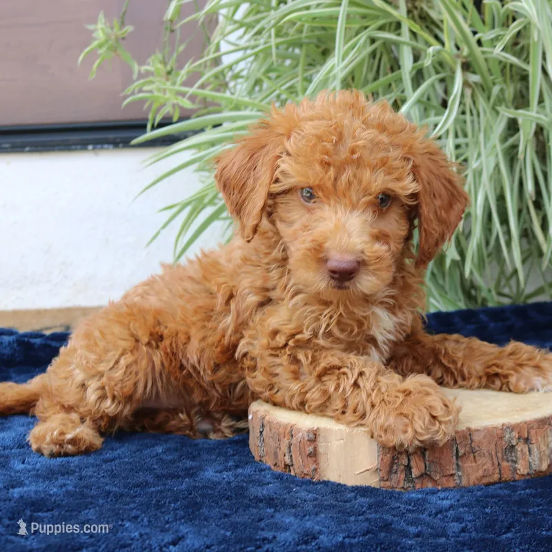 Hunter – Goldendoodle puppy for sale in Narvon, PA