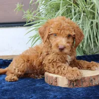 Hunter, a male Goldendoodle for sale in Narvon, PA – 1 of 6