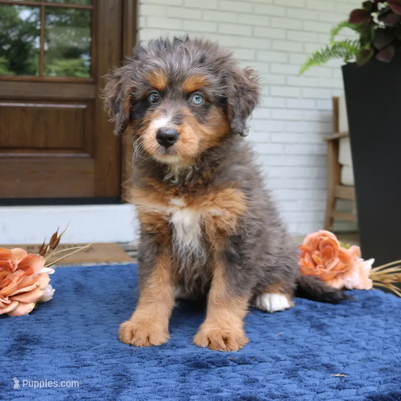 Kenzie – Bernedoodle puppy for sale in Narvon, PA