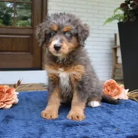 Kenzie, a female Bernedoodle for sale in Narvon, PA – 1 of 6