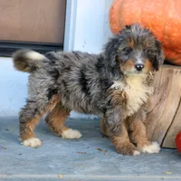 Bubbles, a female Miniature Bernedoodle for sale in Narvon, PA – 3 of 6