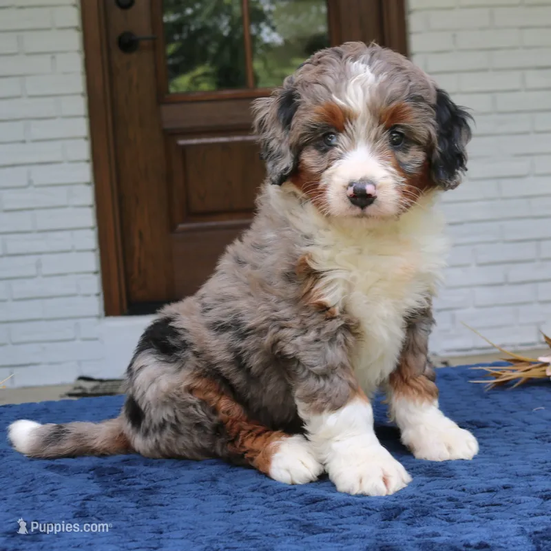 Kona – Bernedoodle puppy for sale in Narvon, PA