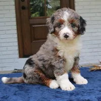 Kona, a female Bernedoodle for sale in Narvon, PA – 1 of 6