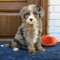 Simba, a male Miniature Bernedoodle for sale in Narvon, PA – 5 of 7