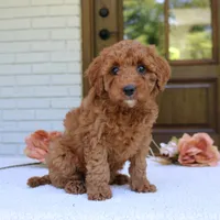 Joy, a female Cavapoo for sale in Narvon, PA – 3 of 6