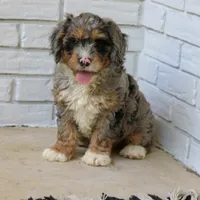 Duke, a male Bernedoodle for sale in Narvon, PA – 4 of 8