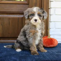 Simba, a male Miniature Bernedoodle for sale in Narvon, PA – 7 of 7
