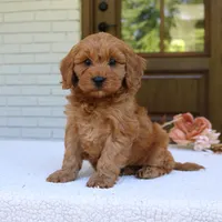 Jagger, a male Cavapoo for sale in Narvon, PA – 1 of 6