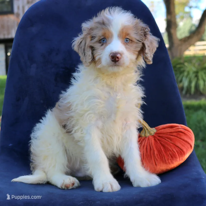 Bear – Miniature Bernedoodle puppy for sale in Narvon, PA