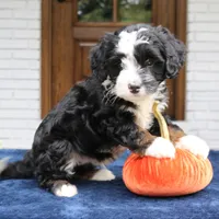 Murphy, a male Miniature Bernedoodle for sale in Narvon, PA – 6 of 6