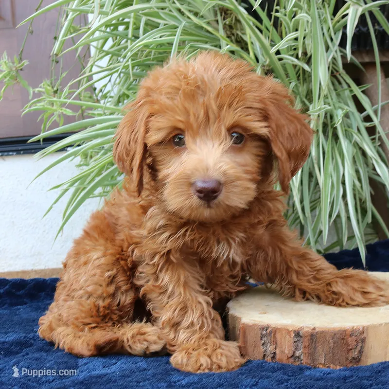 Honey – Goldendoodle puppy for sale in Narvon, PA