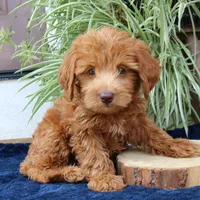 Honey, a female Goldendoodle for sale in Narvon, PA – 1 of 6