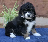 Gina   Mini f2b, a female Miniature Bernedoodle for sale in Narvon, PA – 6 of 8