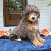 Kenzie, a female Bernedoodle for sale in Narvon, PA – 6 of 6