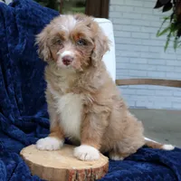 Dakota, a female Miniature Bernedoodle for sale in Narvon, PA – 2 of 6