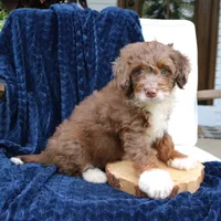 Dexter, a male Miniature Bernedoodle for sale in Narvon, PA – 5 of 7