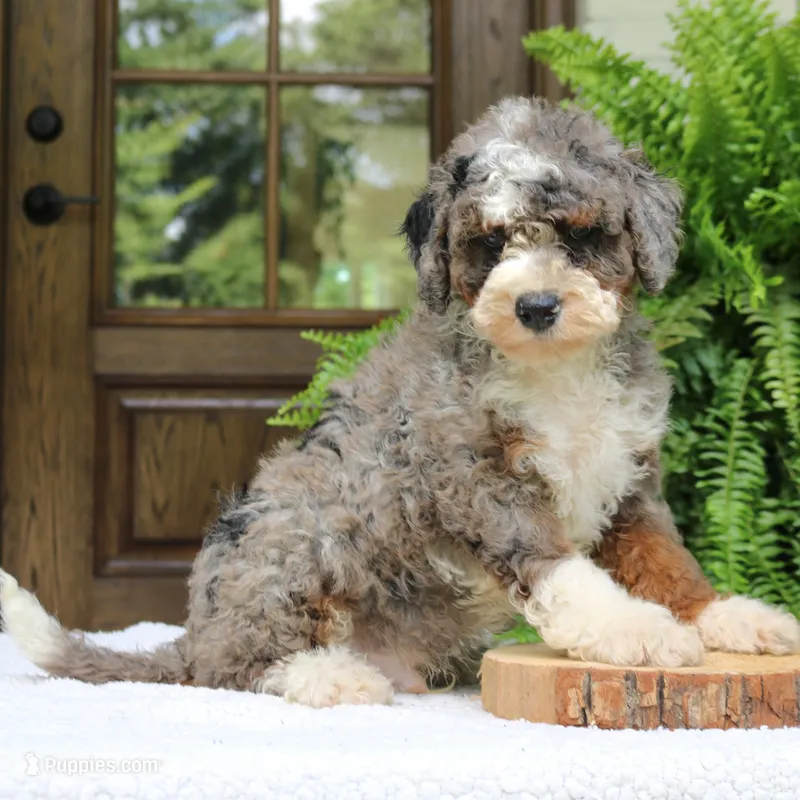 Bentley – Bernedoodle puppy for sale in Narvon, PA