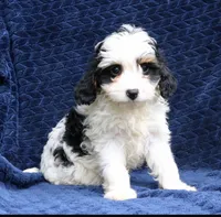 Sage , a female Cavapoo for sale in Narvon, PA – 3 of 6