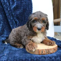Denver, a male Miniature Bernedoodle for sale in Narvon, PA – 4 of 7