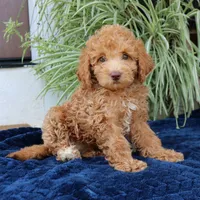 Hazel, a female Goldendoodle for sale in Narvon, PA – 5 of 7