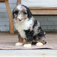 Milo, a male Miniature Bernedoodle for sale in Narvon, PA – 9 of 10
