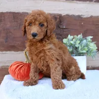 Spike, a male Miniature Goldendoodle for sale in Narvon, PA – 2 of 6