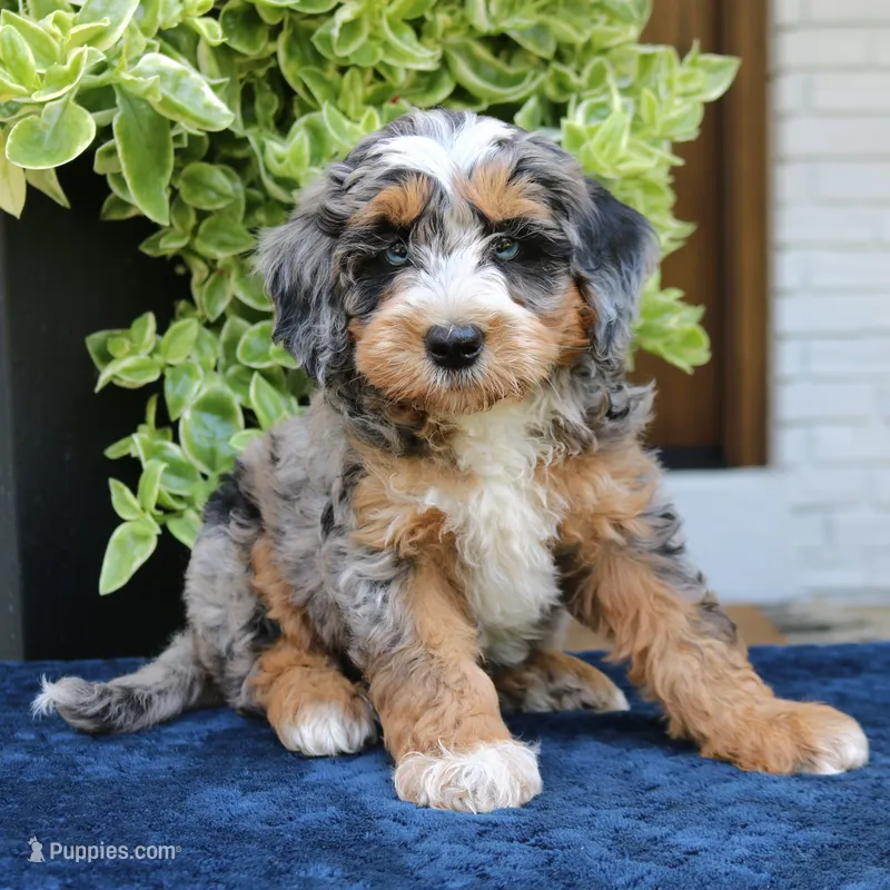 Evertte – Bernedoodle puppy for sale in Narvon, PA