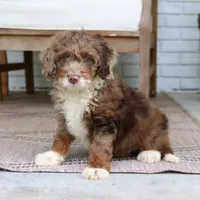 Dexter, a male Miniature Bernedoodle for sale in Narvon, PA – 6 of 7