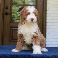 Bella, a female Bernedoodle for sale in Narvon, PA – 6 of 9