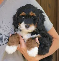 Grace, a female Bernedoodle for sale in Narvon, PA – 2 of 6