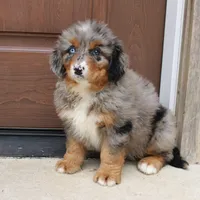 Cassie, a female Bernedoodle for sale in Narvon, PA – 4 of 4