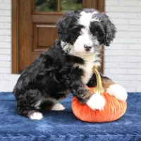 Murphy, a male Miniature Bernedoodle for sale in Narvon, PA – 5 of 6