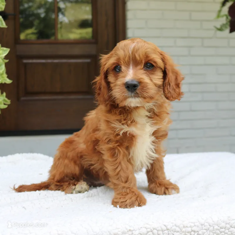 Max – Cavapoo puppy for sale in Narvon, PA