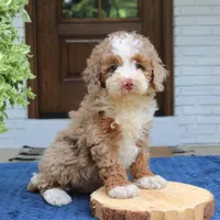 Levi, a male Bernedoodle for sale in Narvon, PA – 5 of 7