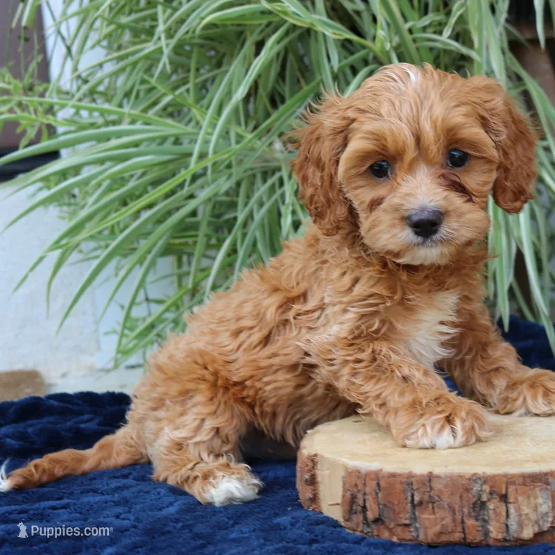 Kylo – Cavapoo puppy for sale in Narvon, PA