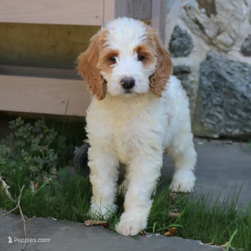 Sasha – Goldendoodle puppy for sale in Narvon, PA