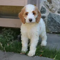 Sasha, a female Goldendoodle for sale in Narvon, PA – 1 of 10