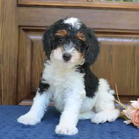 Phoenix, a male Bernedoodle for sale in Narvon, PA – 5 of 7