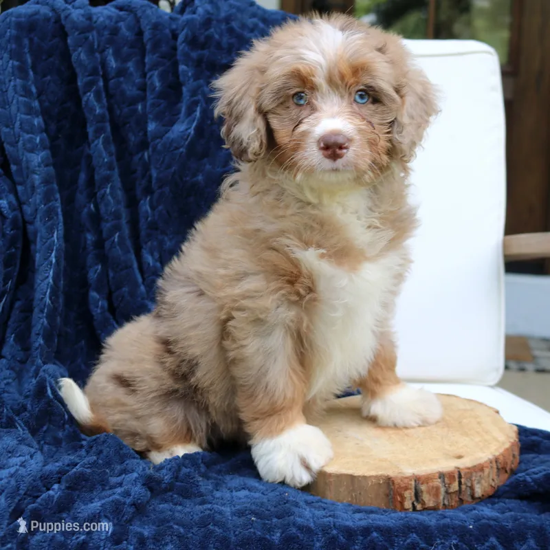 Dakota – Miniature Bernedoodle puppy for sale in Narvon, PA
