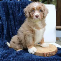 Dakota, a female Miniature Bernedoodle for sale in Narvon, PA – 1 of 6