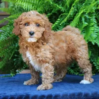 Nelly, a female Goldendoodle for sale in Narvon, PA – 2 of 9
