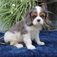 Jaxon, a male Cavalier King Charles Spaniel for sale in Narvon, PA – 4 of 7