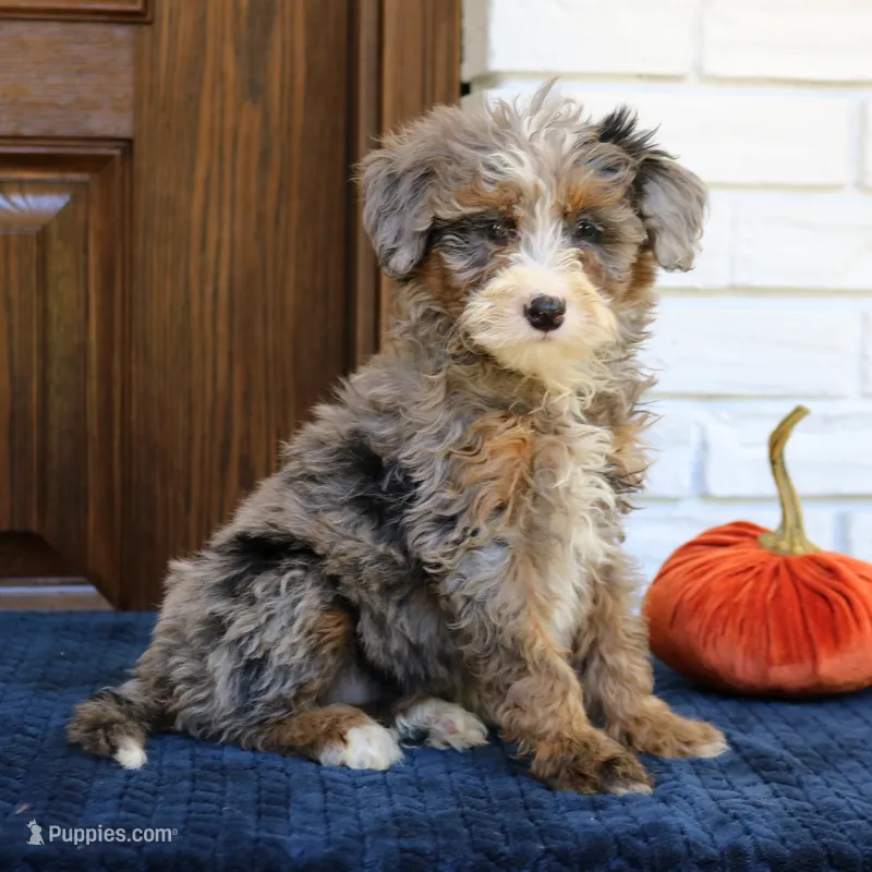 Simba – Miniature Bernedoodle puppy for sale in Narvon, PA