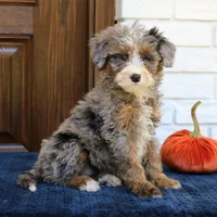 Simba, a male Miniature Bernedoodle for sale in Narvon, PA – 1 of 7
