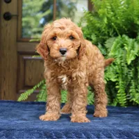 Jordan, a male Cavapoo for sale in Narvon, PA – 5 of 6