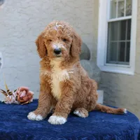Scout, a male Goldendoodle for sale in Narvon, PA – 2 of 6