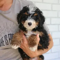Shadow, a male Miniature Bernedoodle for sale in Narvon, PA – 9 of 9